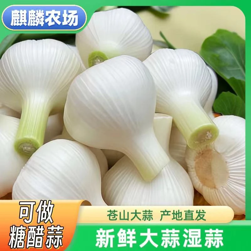 山东新鲜大蒜白皮湿蒜嫩蒜腌糖醋蒜泡蒜3斤5斤四六瓣大蒜现挖现发