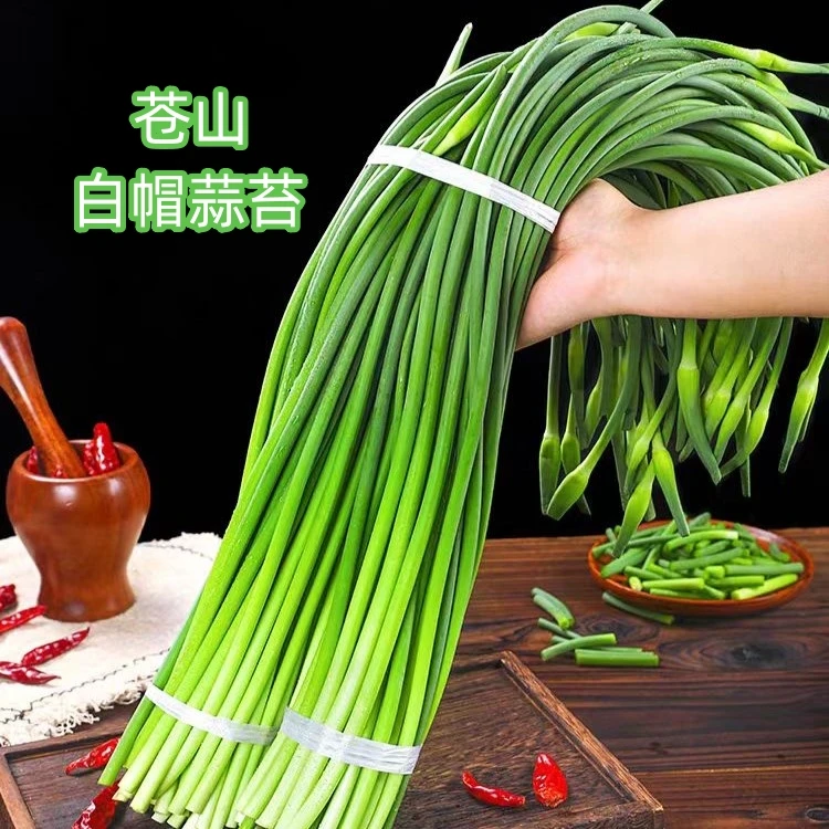新鲜白帽蒜苔苍山大田苔山东特产脆嫩大青苔农家自种兰陵农家蒜薹