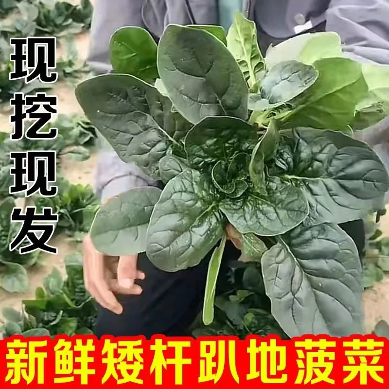 河南露天矮杆趴地小菠菜新鲜红根菠菜青菜蔬菜3斤5斤