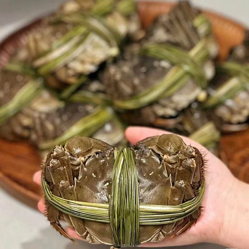 鲜活大闸蟹螃蟹2.8两母一只