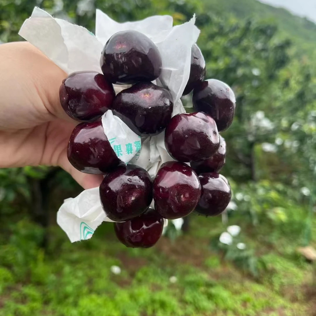 JJJJ正宗车厘子大樱桃树苗南北方种植盆栽地栽