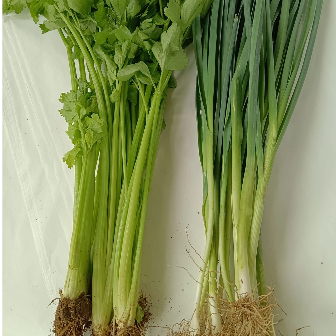 云南新鲜蔬菜芹菜蒜苗混装农家自种现摘现发5斤包邮