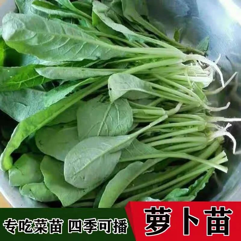 【满5元包邮】萝卜菜种籽萝卜苗种子四季阳台盆栽小萝卜蔬菜种孑