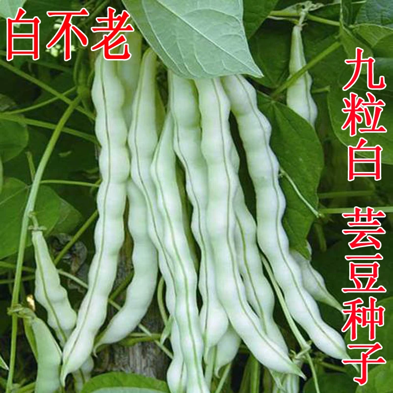【满5元包邮】四季九粒白芸豆种子白不老豆角种籽孑早熟高产春秋季