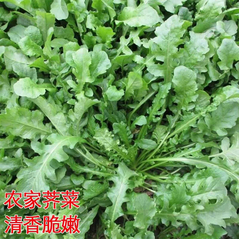 【满5元包邮】大叶荠菜种子农家菜籽四季地菜种籽食用盆栽荠菜种子