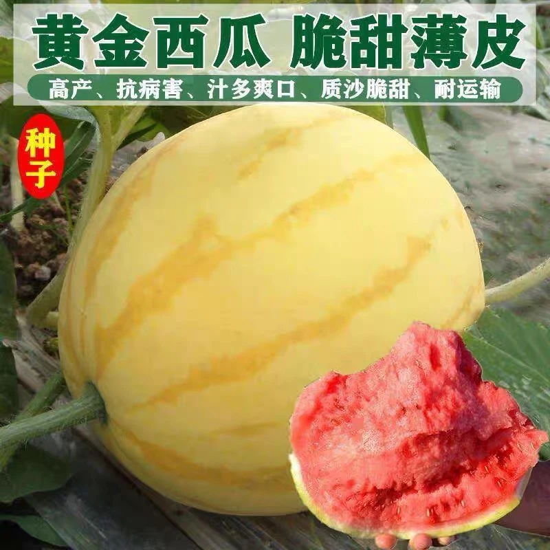 【满5元包邮】黄皮西瓜种子红瓤金麒麟西瓜春夏秋四季盆栽水果种孑