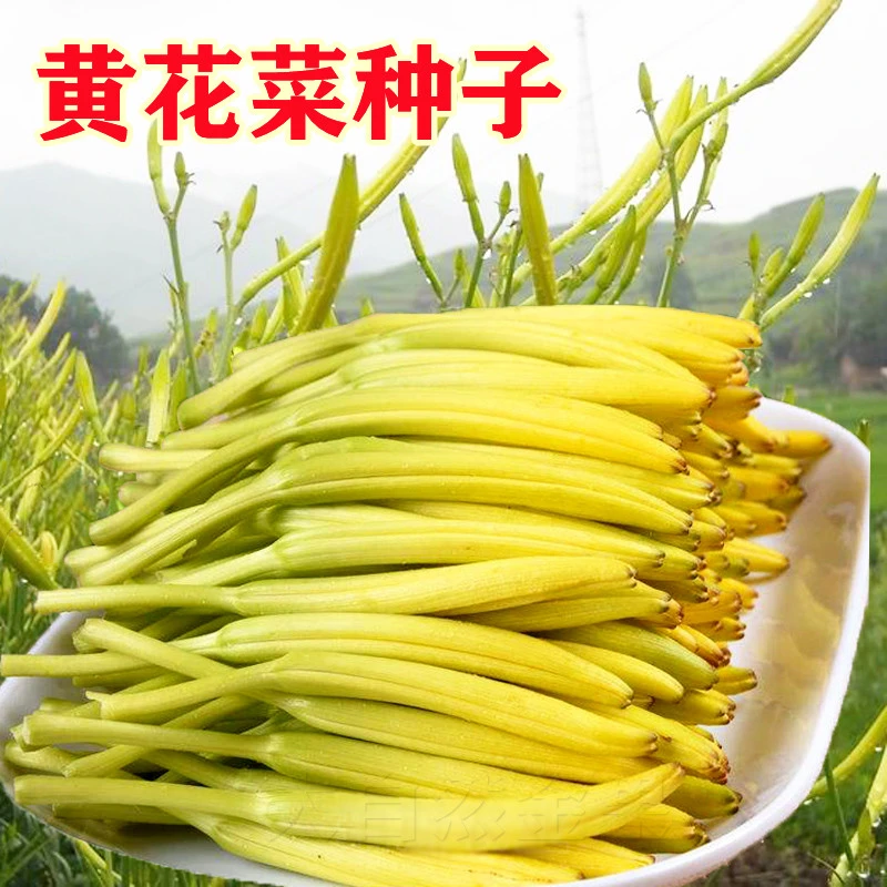 【满5元包邮】黄花菜种子黄农家金针菜干鲜两用蔬菜种子四季栽种