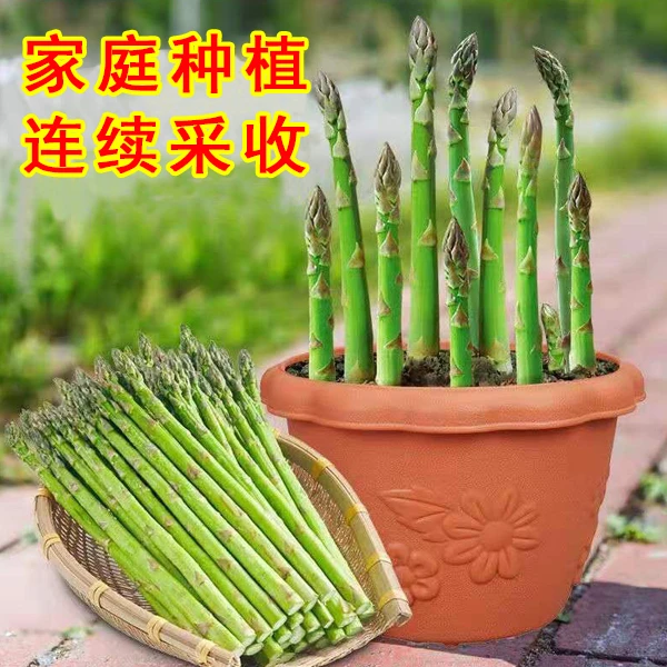 【满5元包邮】芦笋种子多年生耐寒抗热阳台盆栽庭院地栽多季可播种