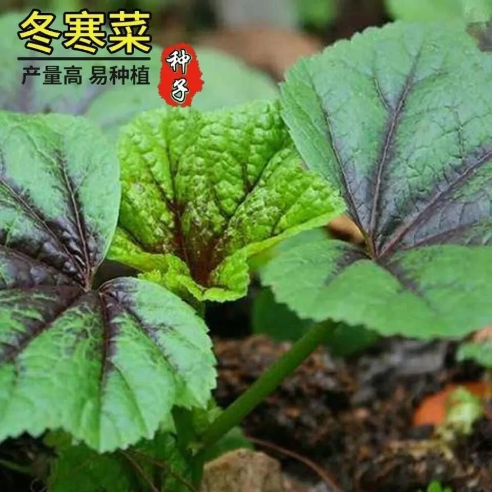 【满5元包邮】冬寒菜种籽冬苋菜种子易种植高钙菜田园蔬菜孑耐旱