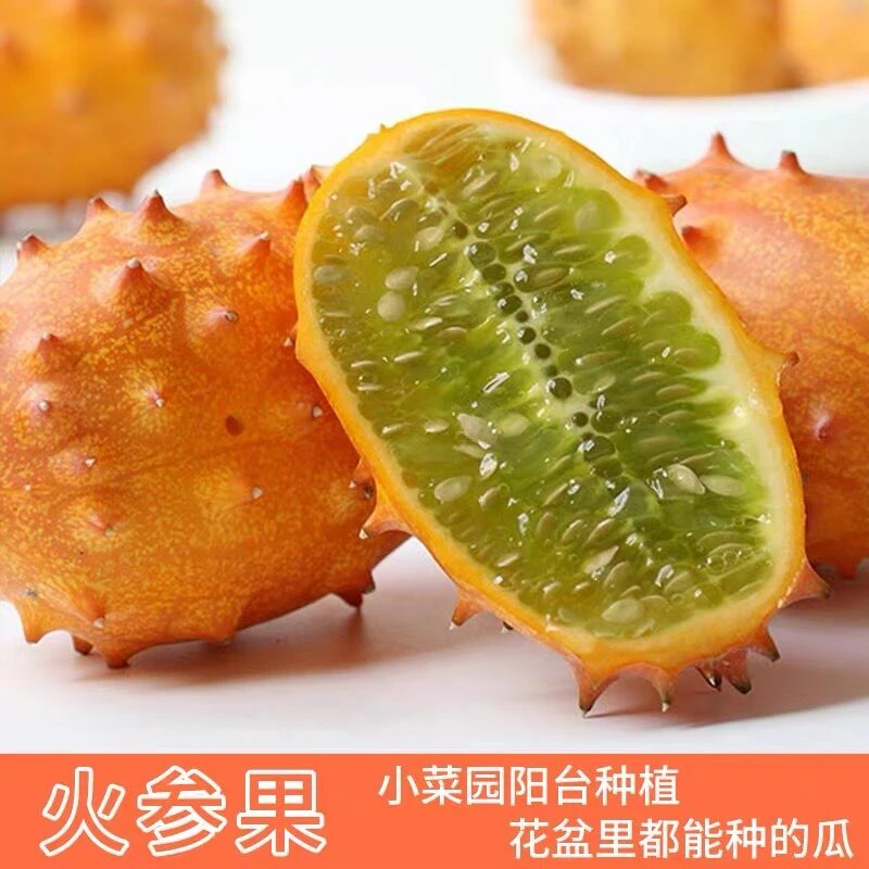 【满5元包邮】火参果种子非洲蜜瓜刺角瓜海参果种籽春夏秋四季盆栽