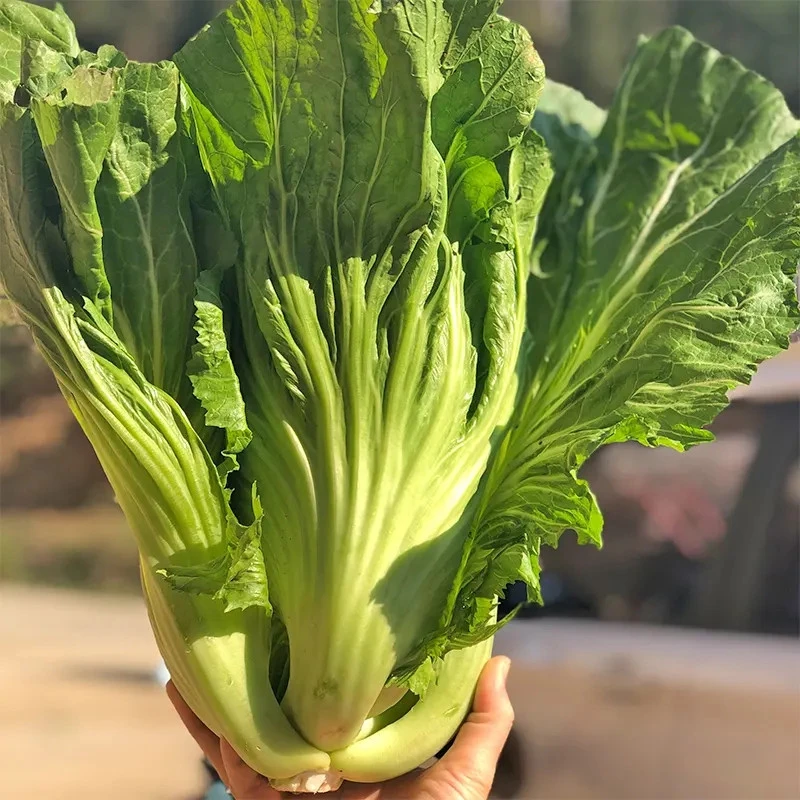 【满5元包邮】包心芥菜种籽大叶脆嫩钙菜种孑腌制酸菜泡菜四季蔬菜