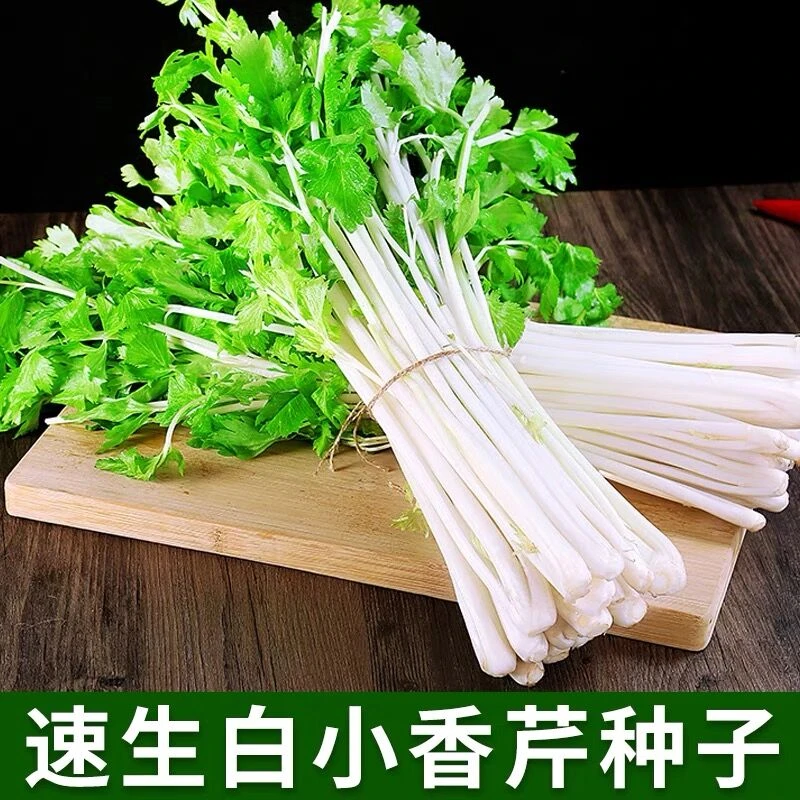 【满5元包邮】四季白芹菜种籽四川白杆白梗芹菜种孑本地实心小香芹
