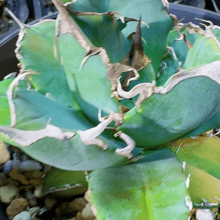 龙舌兰植物白胡子严龙