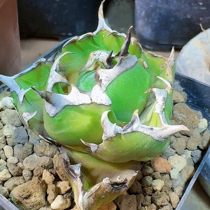 马***吃龙舌兰植物姬严龙34号