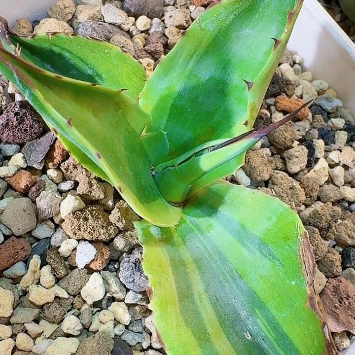 龙舌兰植物杀人鲸有根