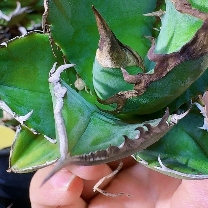 龙舌兰植物白犀牛严龙