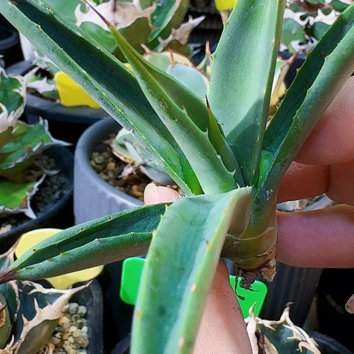 龙舌兰植物无刺姬八荒殿