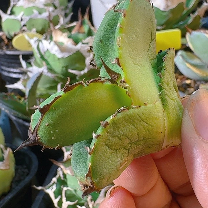龙舌兰植物强刺星空！