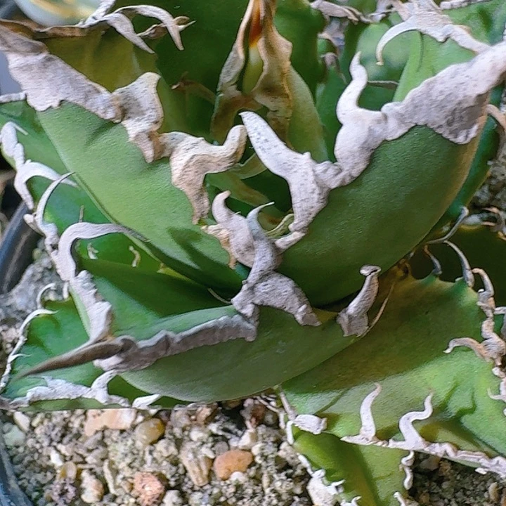 龙舌兰植物凯撒严龙