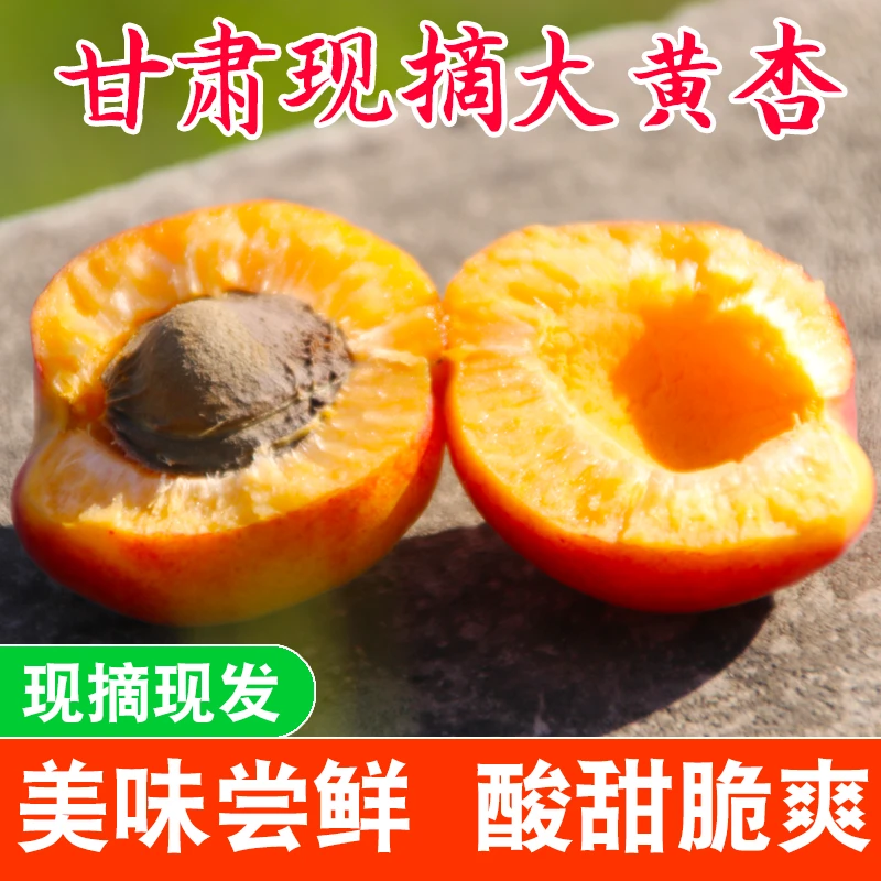 甘肃大黄杏新鲜现摘当季孕妇水果树上自然熟甜杏子大接杏5斤整箱