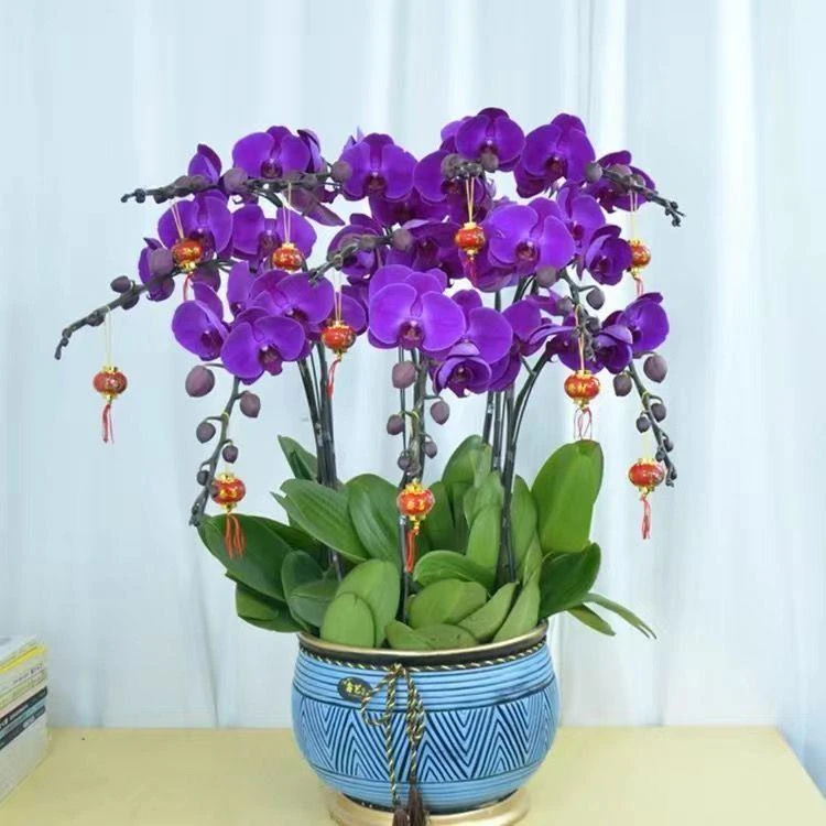 蝴蝶兰花苗盆栽蝴蝶兰带花植物室内花卉绿植盆景观花四季开花好养