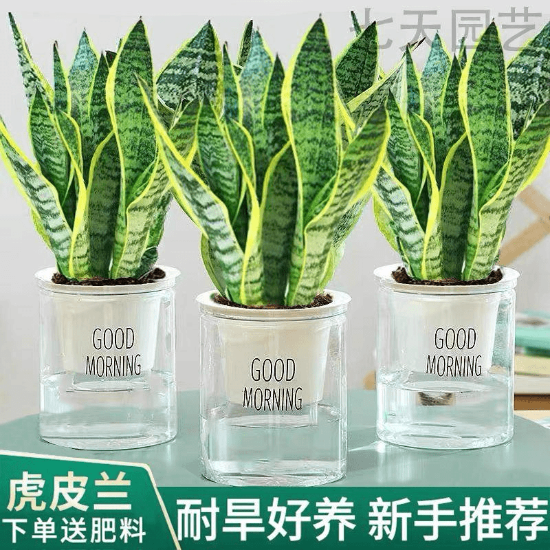 金边虎皮兰新房除甲醛防辐射室内花卉卧室绿植净化空气盆栽虎尾兰
