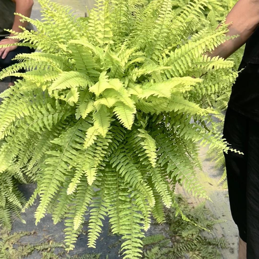 黄金波斯顿蕨植物垂吊植物喜水喜阴绿植盆栽花卉大盆茂盛