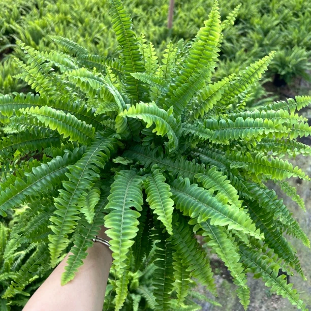 波士顿蕨盆栽垂吊驱蚊绿植物办公室内好养四季常青净化空气除甲醛