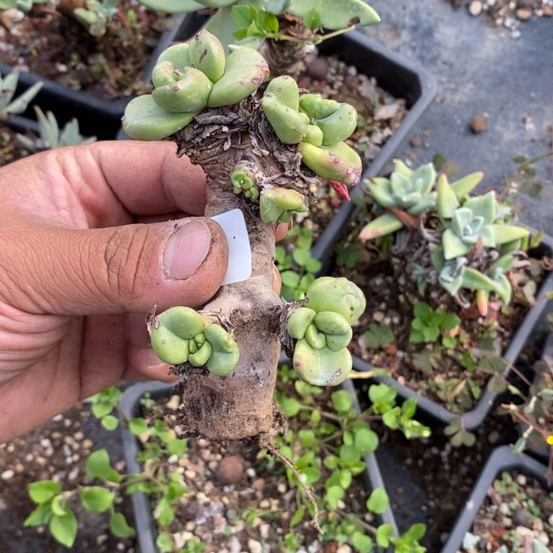 15号格鲁特福利啦