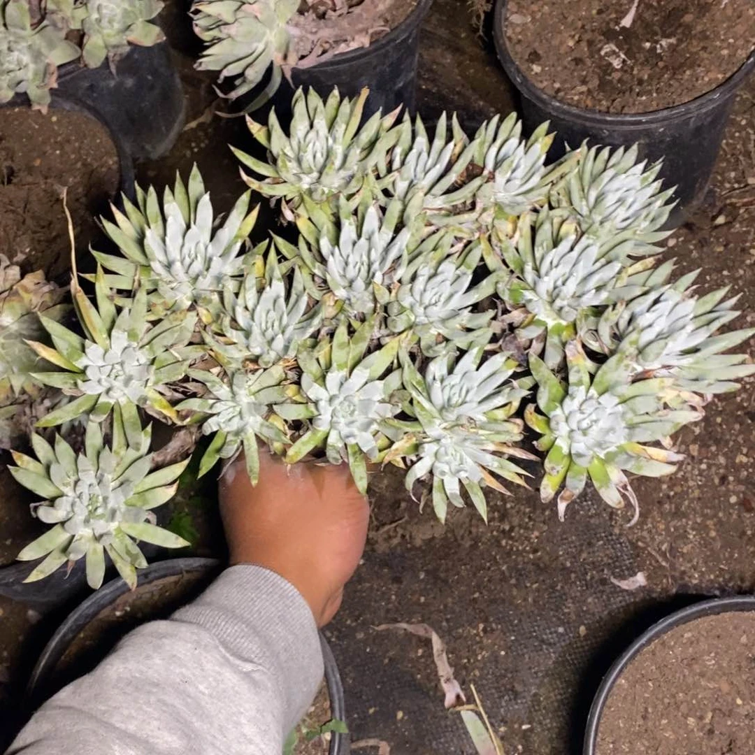 15号奴婢白菊粗腿福利