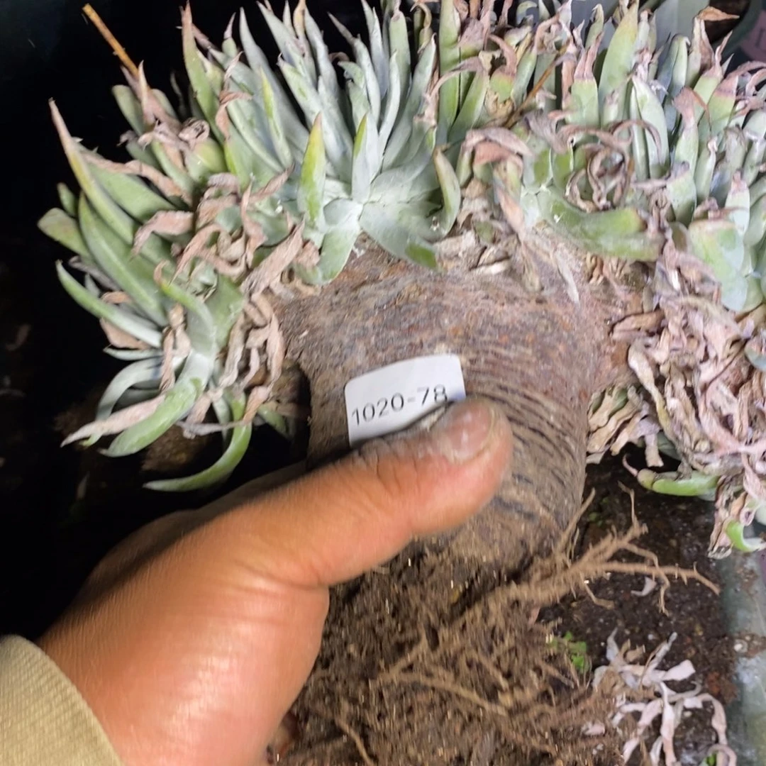 S****龍78好缀化福利福利