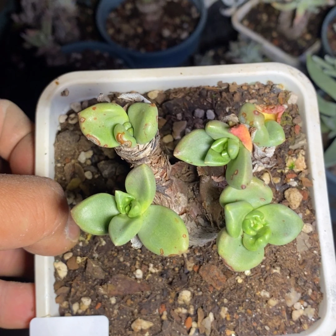 38号圆叶苹果粗腿福利