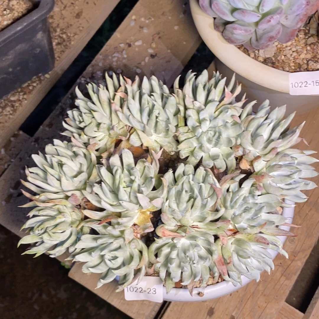 23号奴婢大老桩粗腿