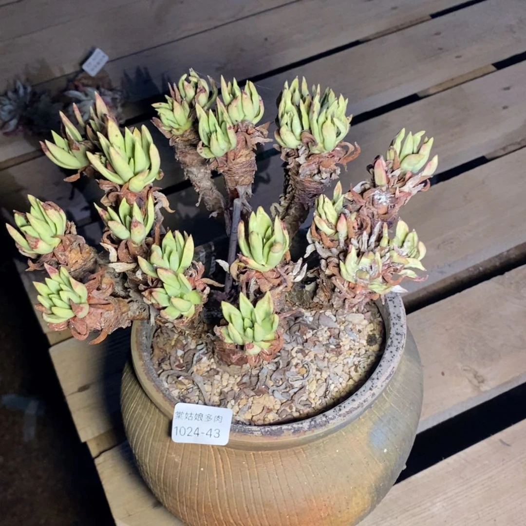 弄**！43好瑕疵福利大粗腿