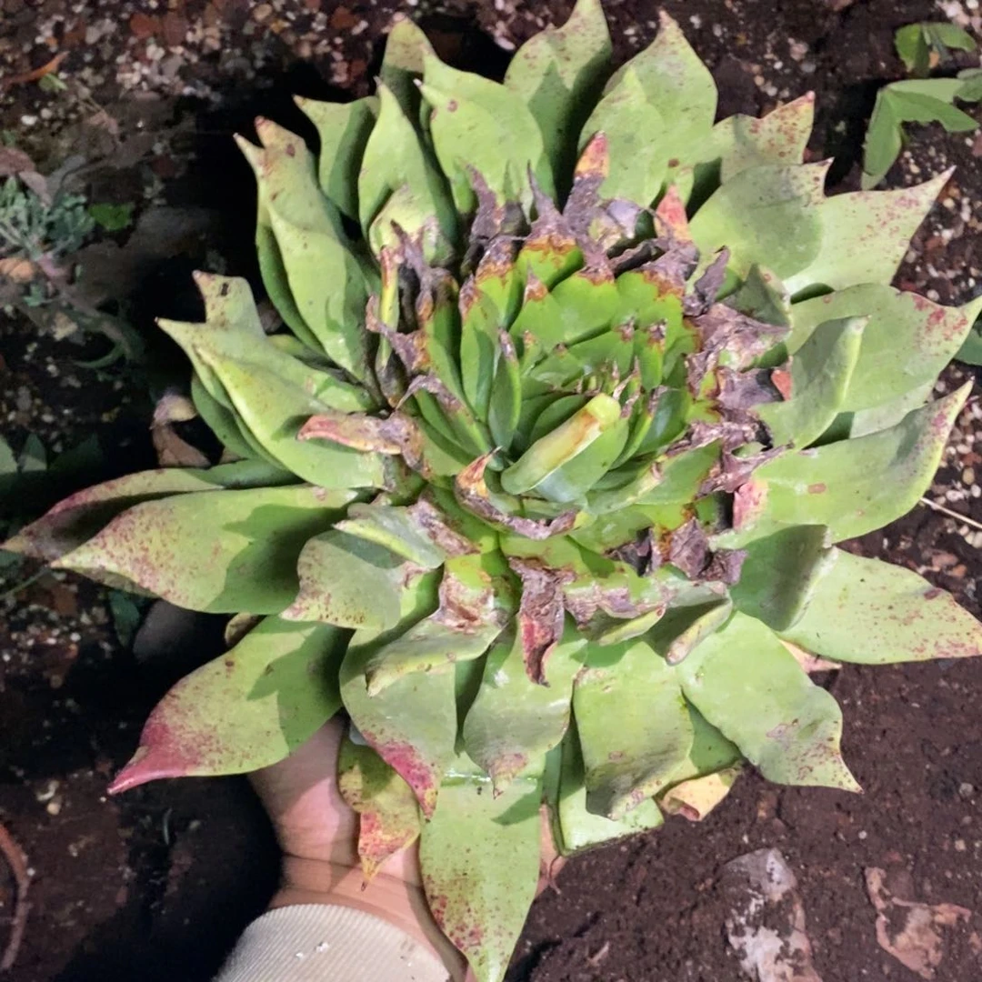 弄**！32号坎代瑕疵福利啦啦