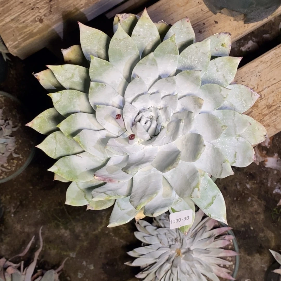 莲***田38号布瑞东尼粗腿福利多肉