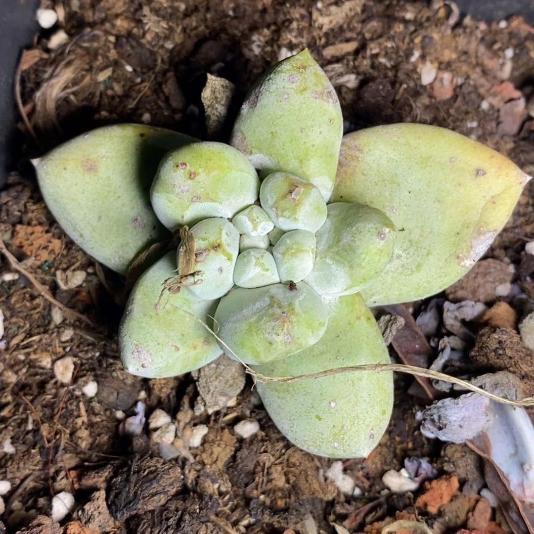 小***呀38号拇指福利福利福利