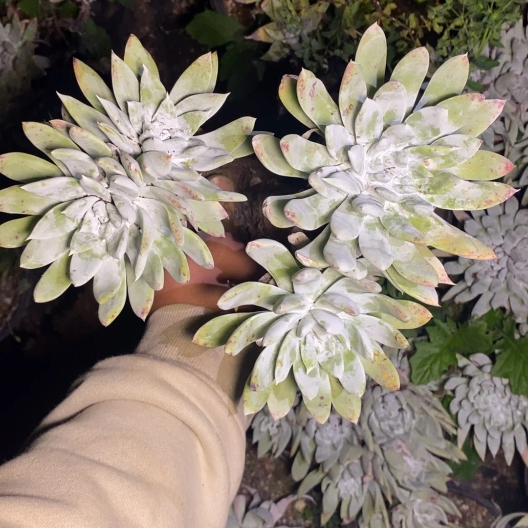 深*蓝82号苹果雪山瑕疵福利