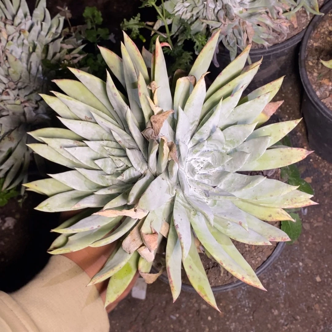 25号法瑞雪山杂福利