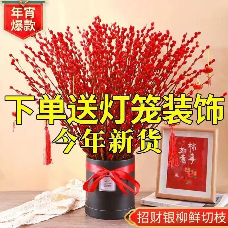 【招财银柳】鲜花耐寒新年宵花卉室内客厅摆件装饰花氛围红色浪漫