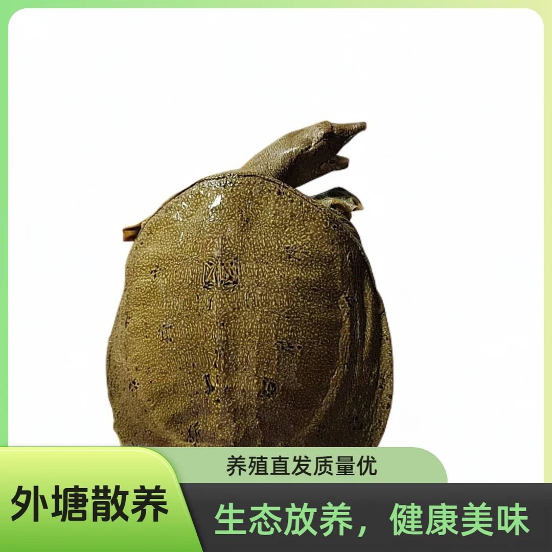 【源头发货】青黄背外塘生态散养鲜活大甲鱼（3只甲鱼）纯天然甲鱼