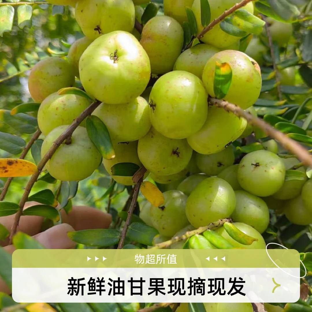 广西新鲜采摘精选赤皮油甘果余甘果牛甘子橄榄包邮