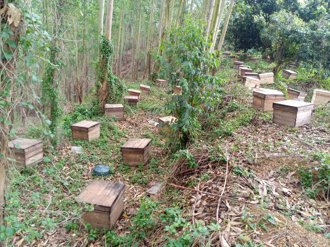 笼锋 带脾笼 不带箱 可土养 活框养