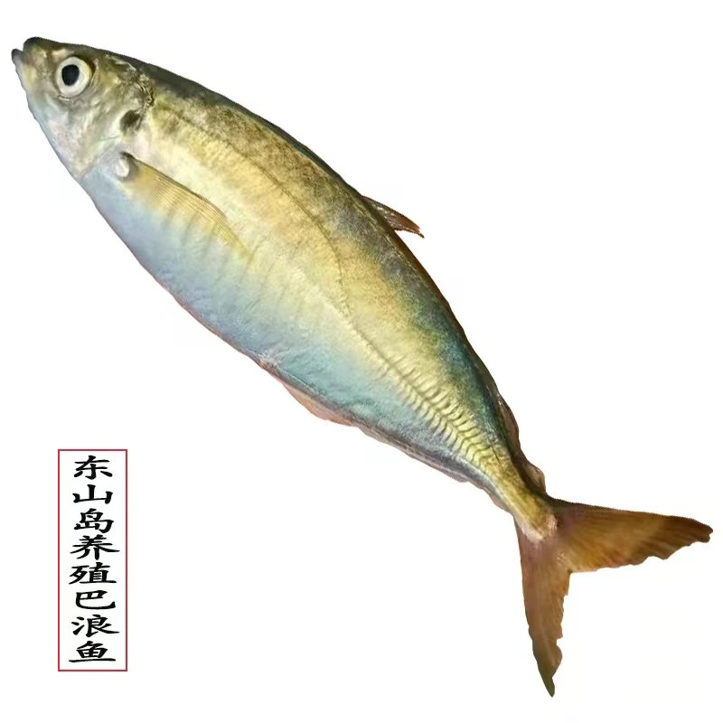 福建东山岛生态土豪养殖巴浪鱼鲜活上岸速冻锁鲜餐厅酒店排挡批发
