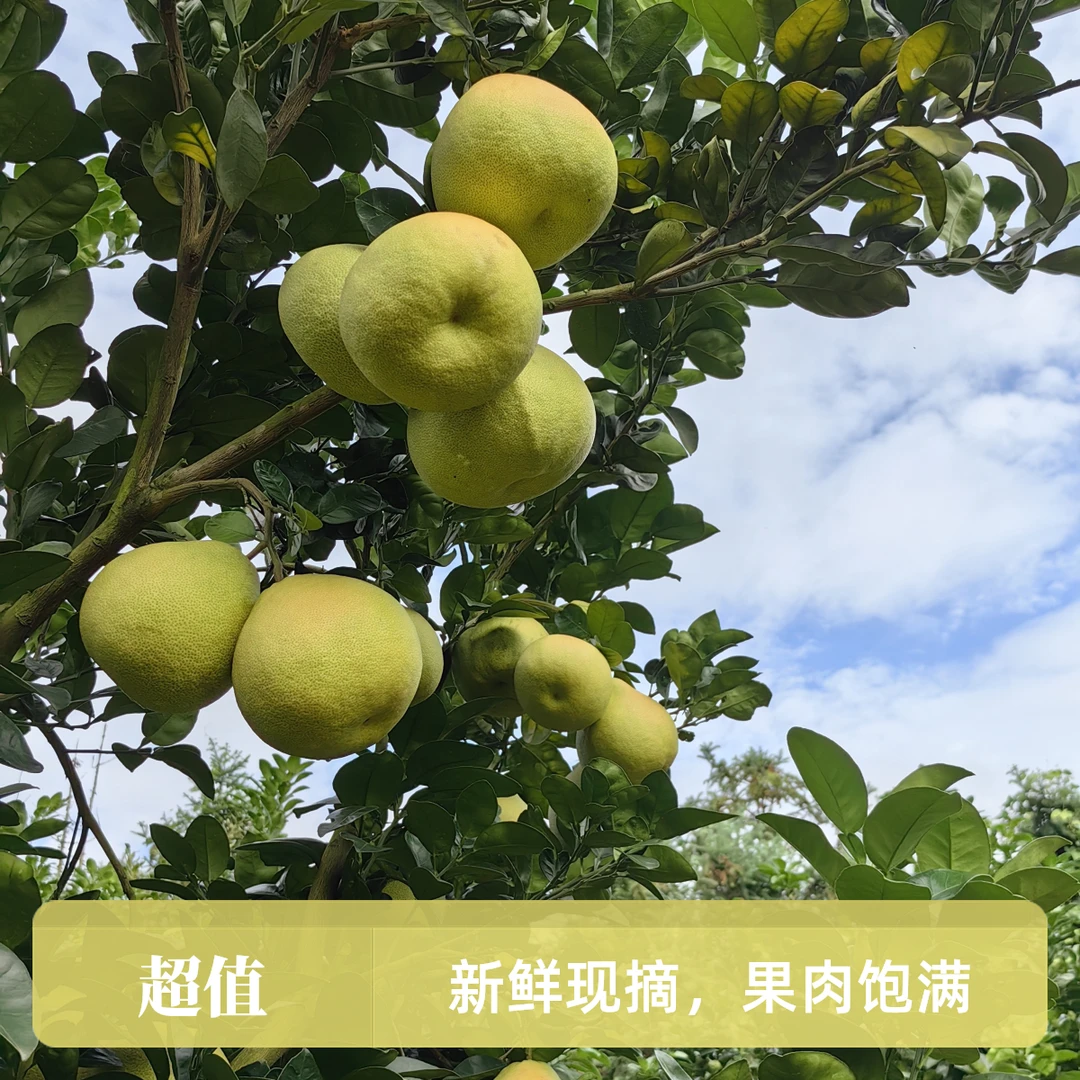 福建仙游度尾红心文旦柚酸甜多汁新鲜应季孕妇水果5斤装