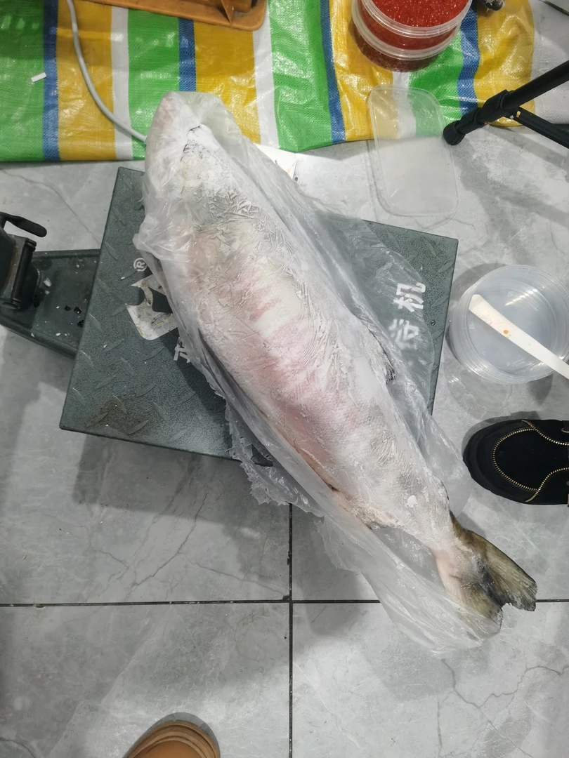 黑龙江抚远特产回游大马哈直播