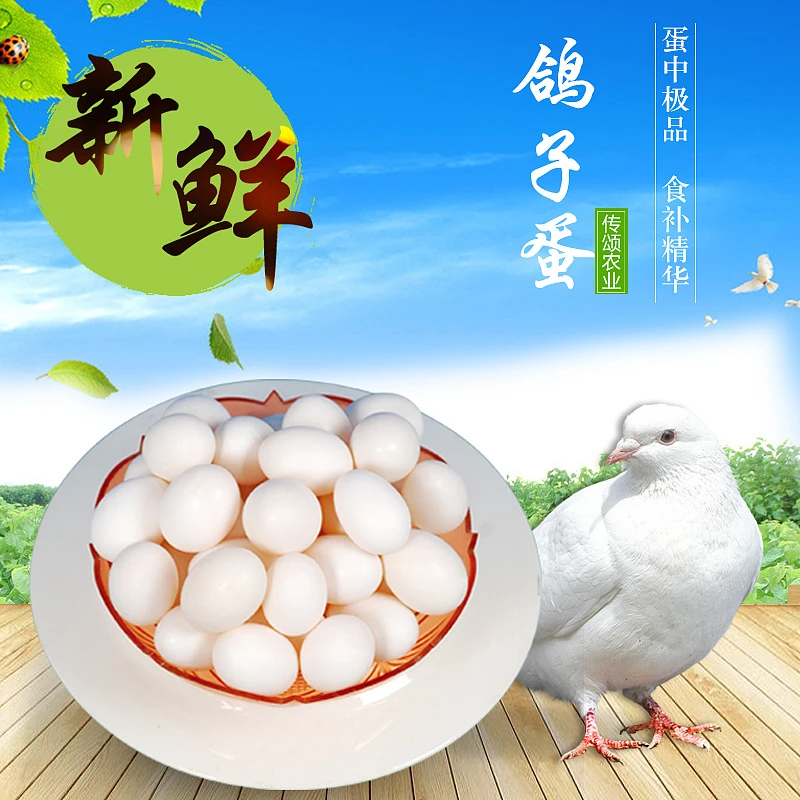 《秋梨鸽业》鲜鸽蛋 儿童孕妇优选营养丰富 每枚鸽蛋18-22克左右