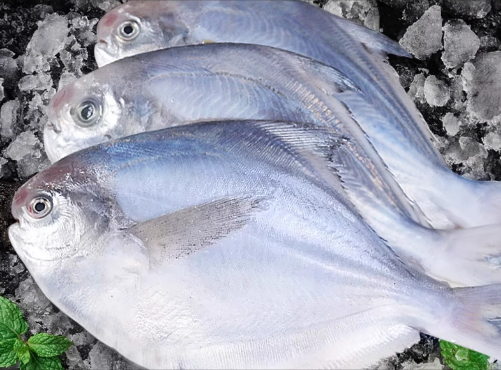 东海野生海捕银鲳鱼4斤超低温顺丰冷链包邮