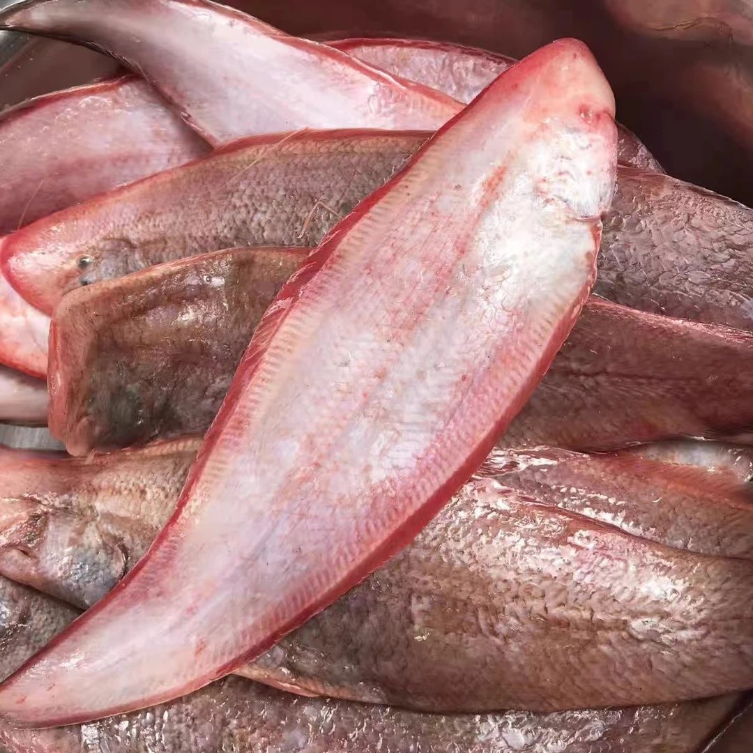 大号龙力鱼3斤浙江东海野生海捕龙利鱼鲜活玉秃鱼顺丰冷链