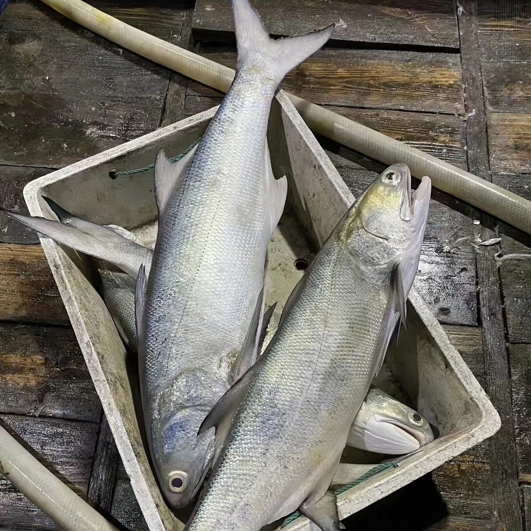 3.4斤湛江野捕马友鱼午鱼午笋干煎红烧顺丰包邮（1.7-2斤/条）